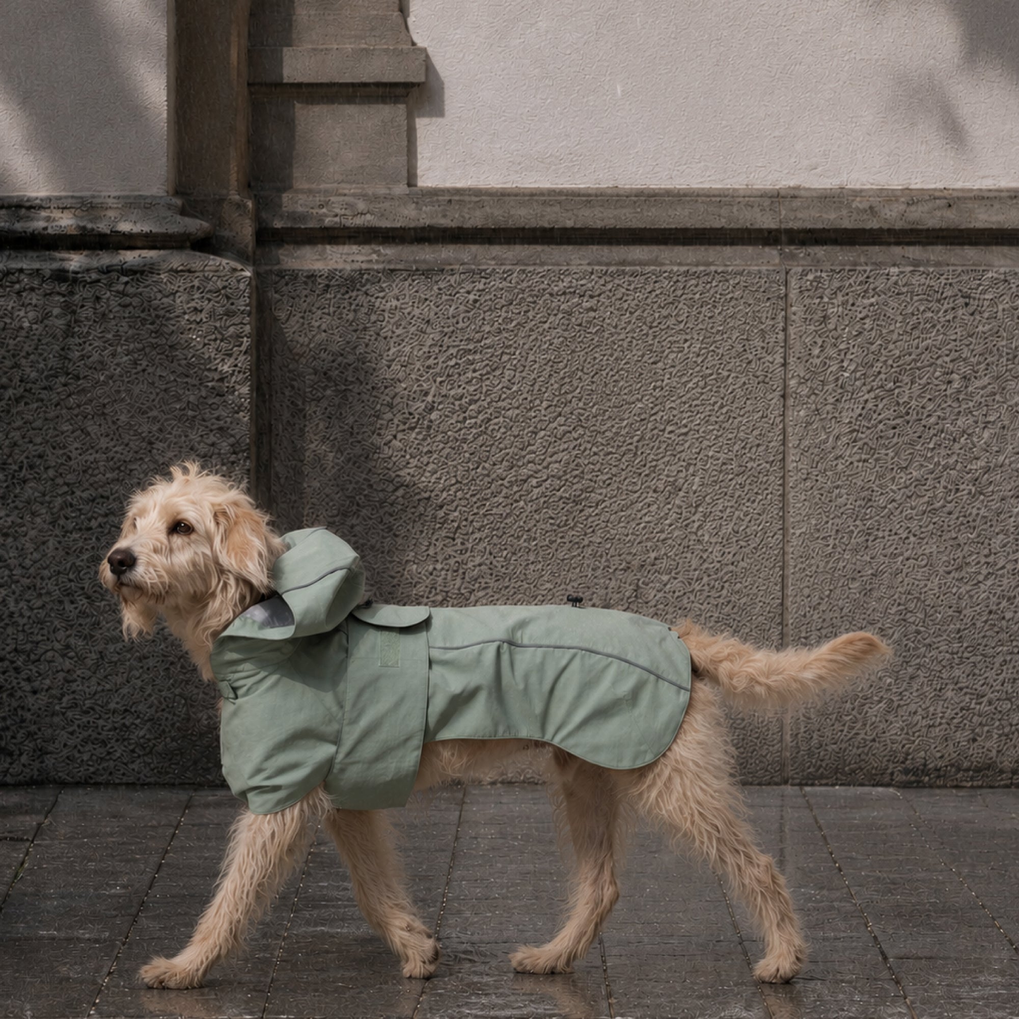Dog Walker Set